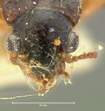 Media type: image;   Entomology 6547 Aspect: head dorsal view